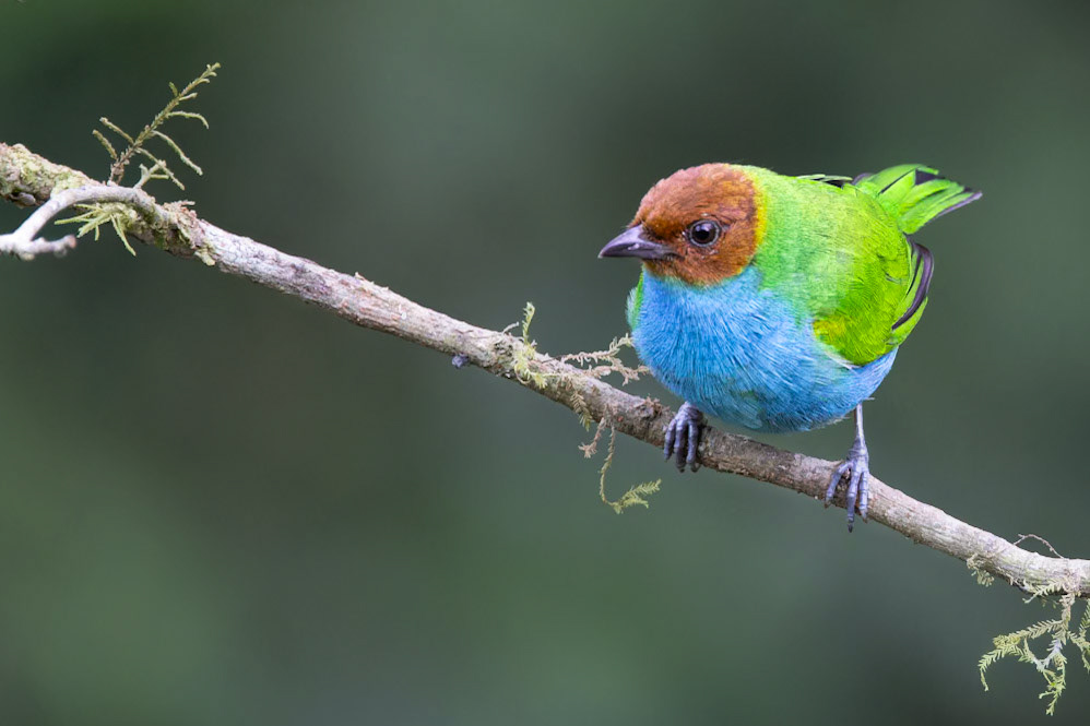 Bay-headed Tanager