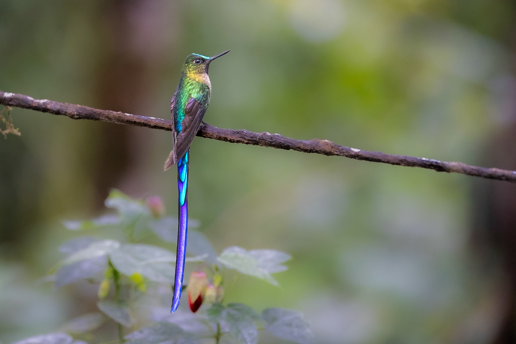 Violet-tailed Sylph