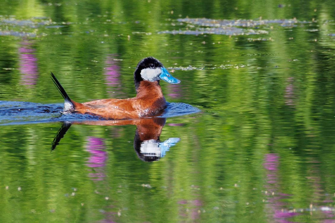 Rudy Duck all decked out