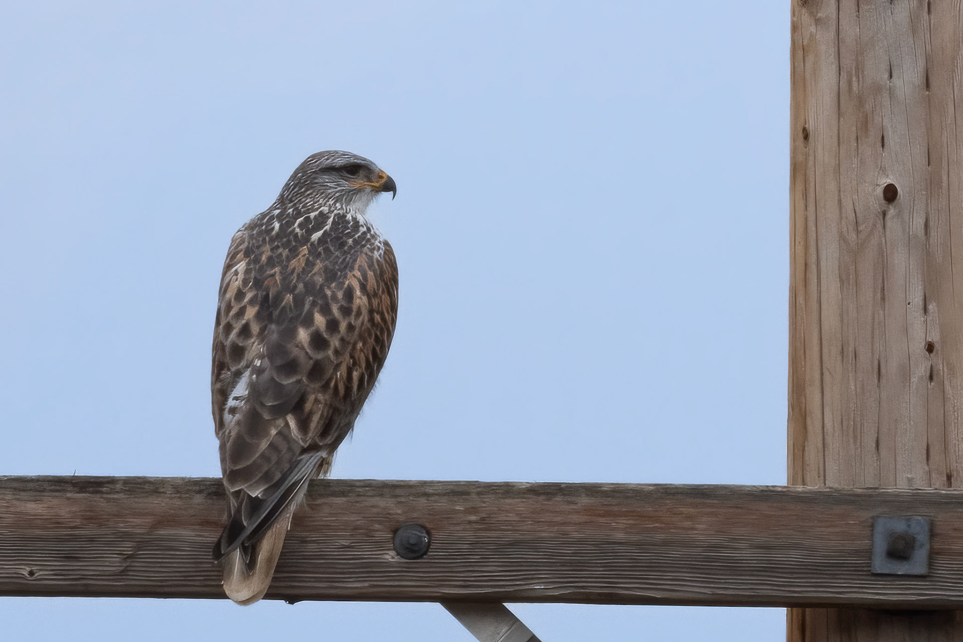 Ferruginous Hawk