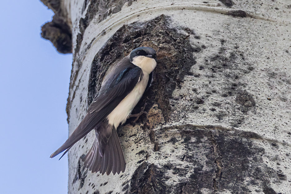 Tree Swallow