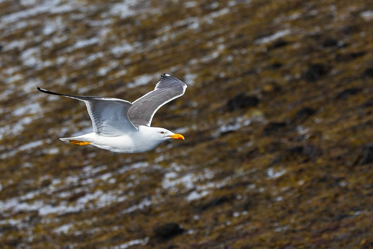 Lesser Black-backed Gull