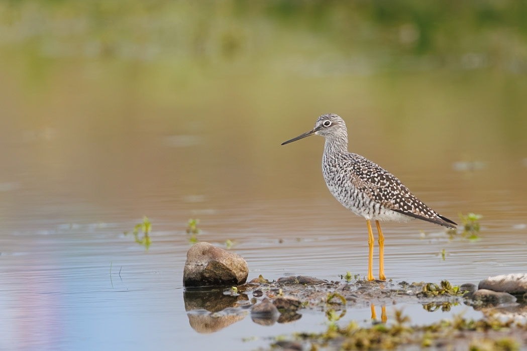 Greater Yellowlegs