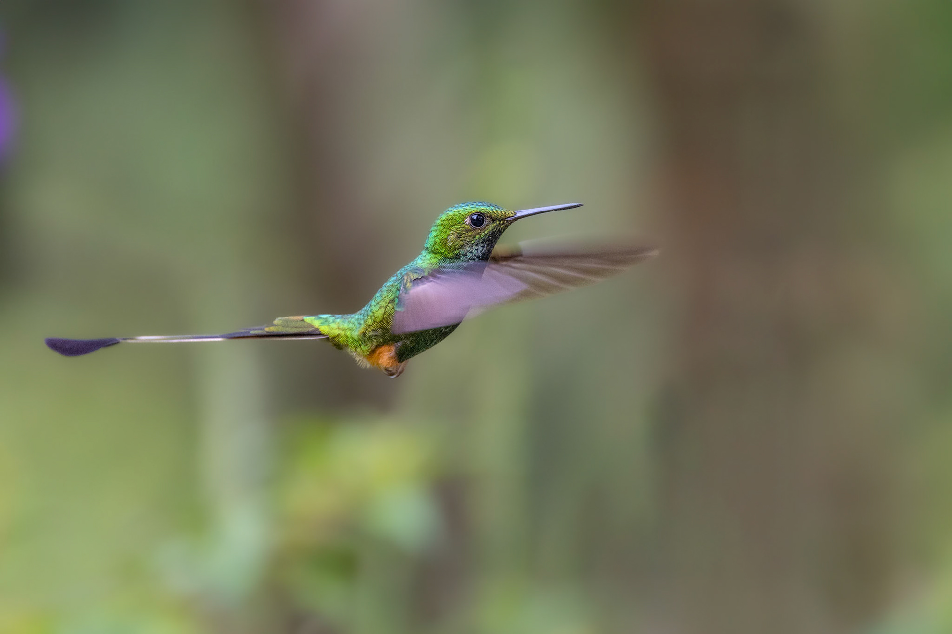 Orange-booted Racket-tail