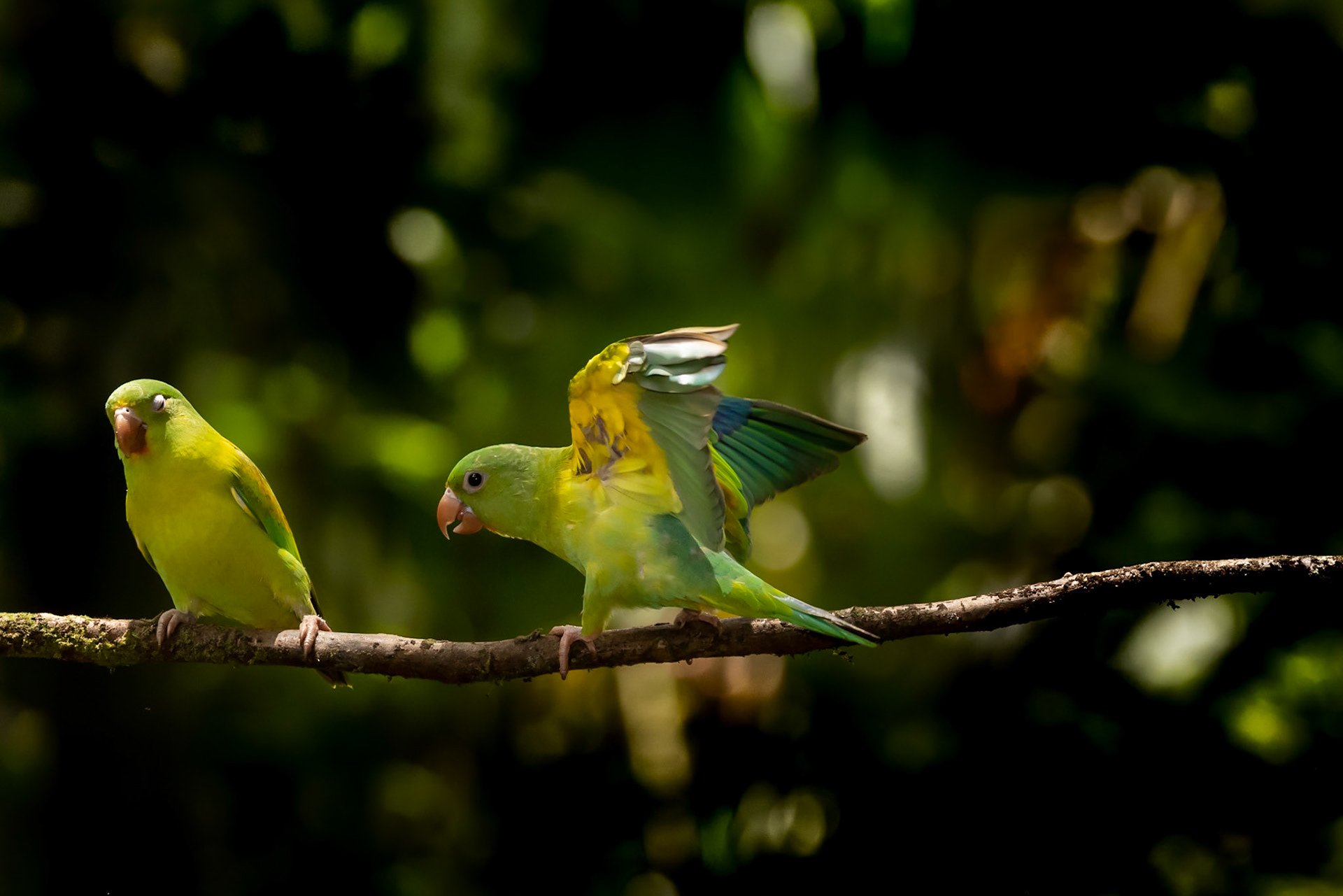 Orange-chinned Parakeet