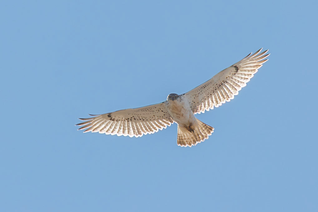 Ferruginous Hawk