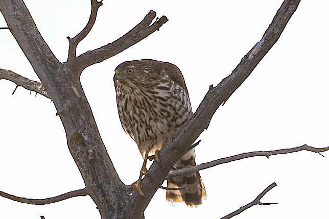Cooper's Hawk