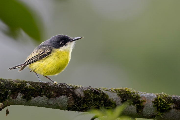 Common Tody-Flycatcher