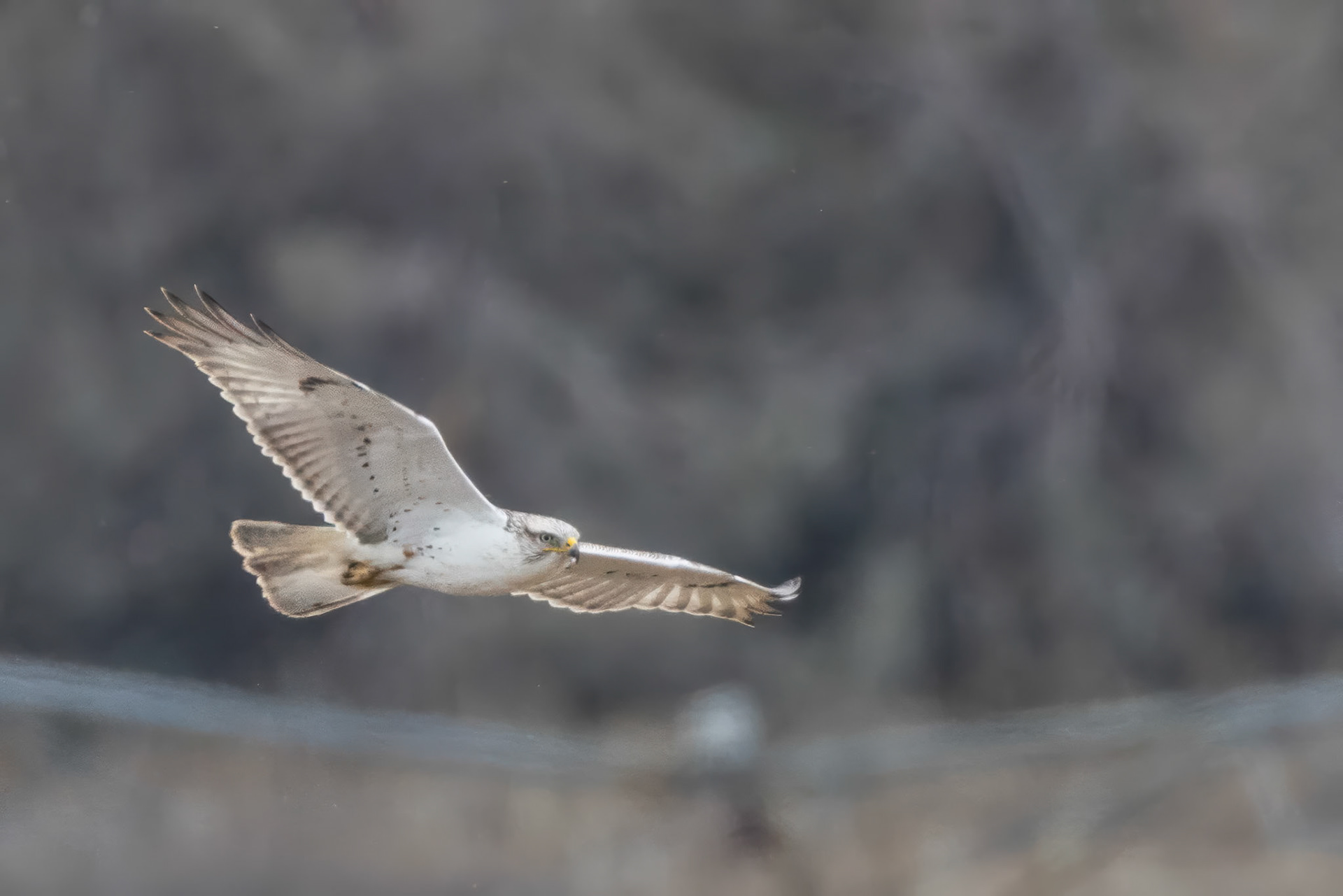 Ferruginous Hawk