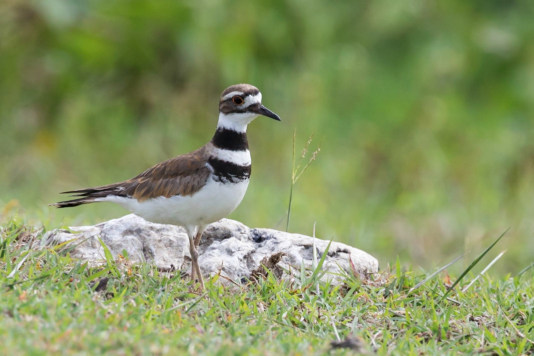 Killdeer