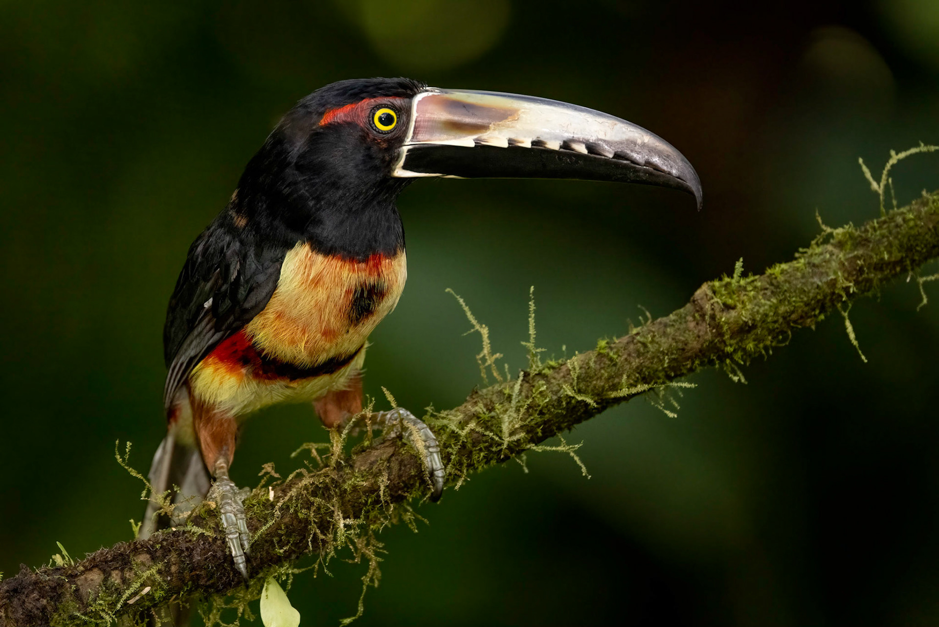 Collared Aracari