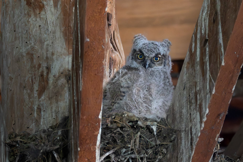 Great Horned Owl