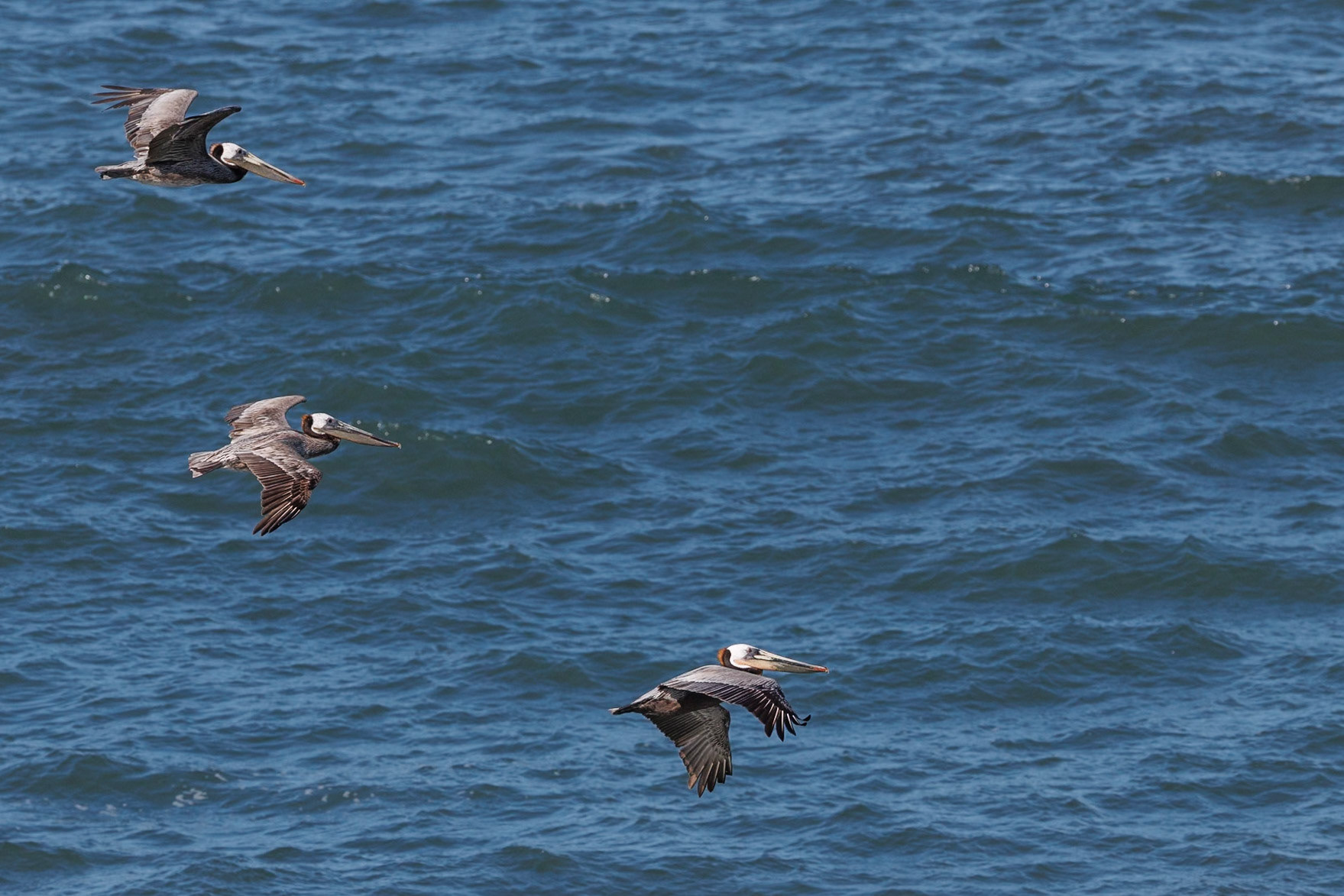 Brown Pelican