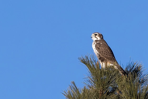 Prairie Falcon