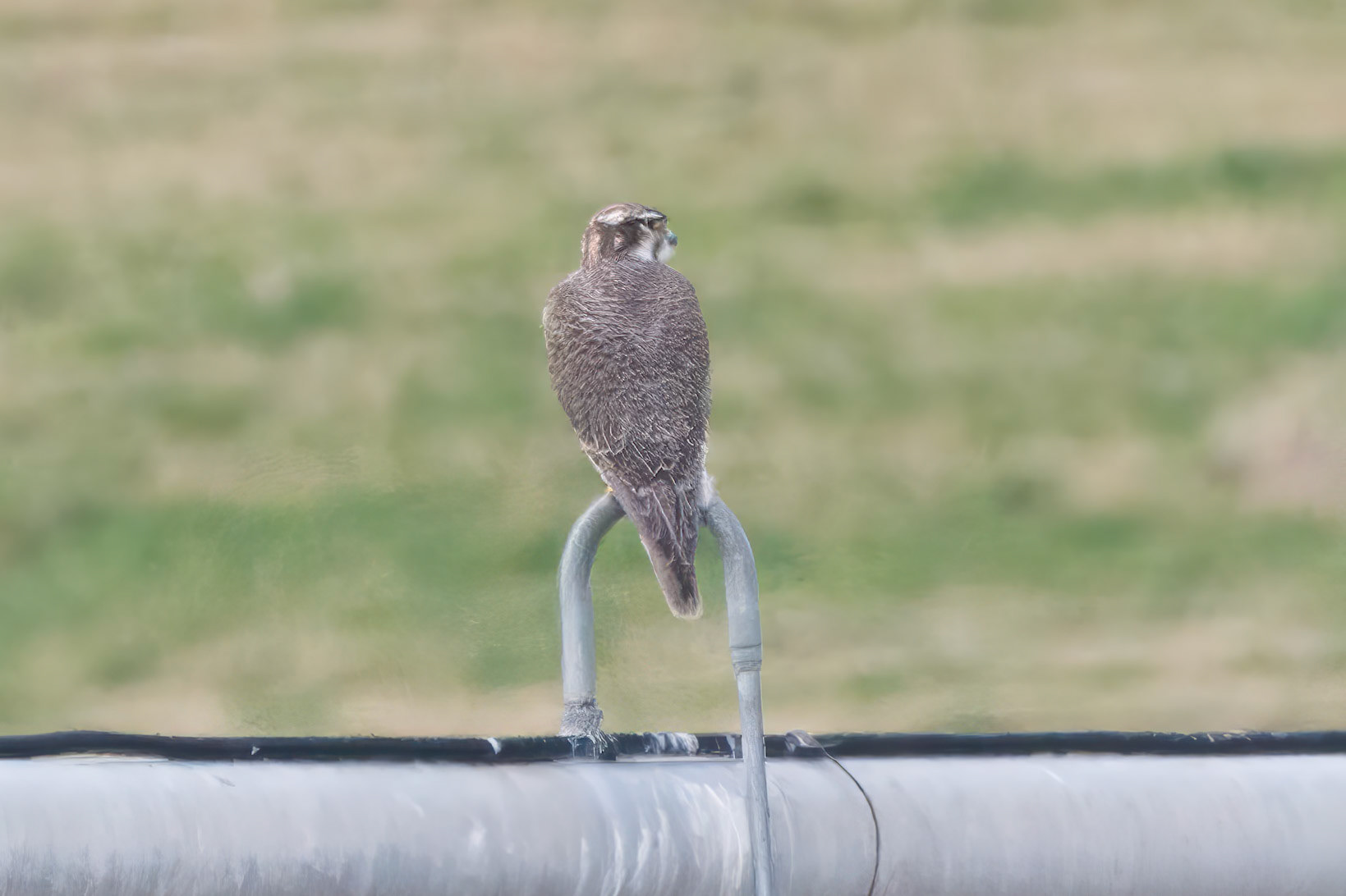 Prairie Falcon
