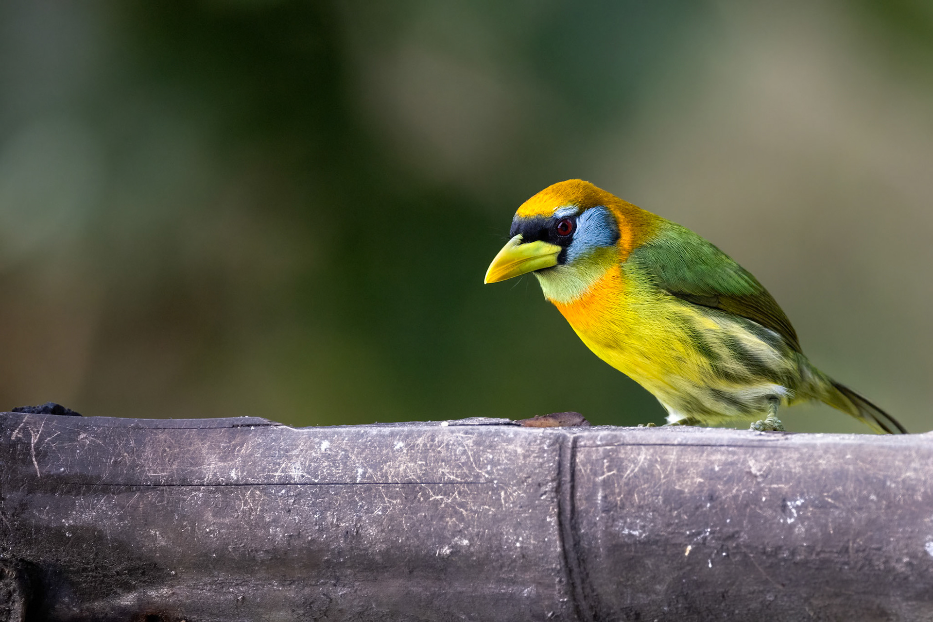 female Red-headed Barbet