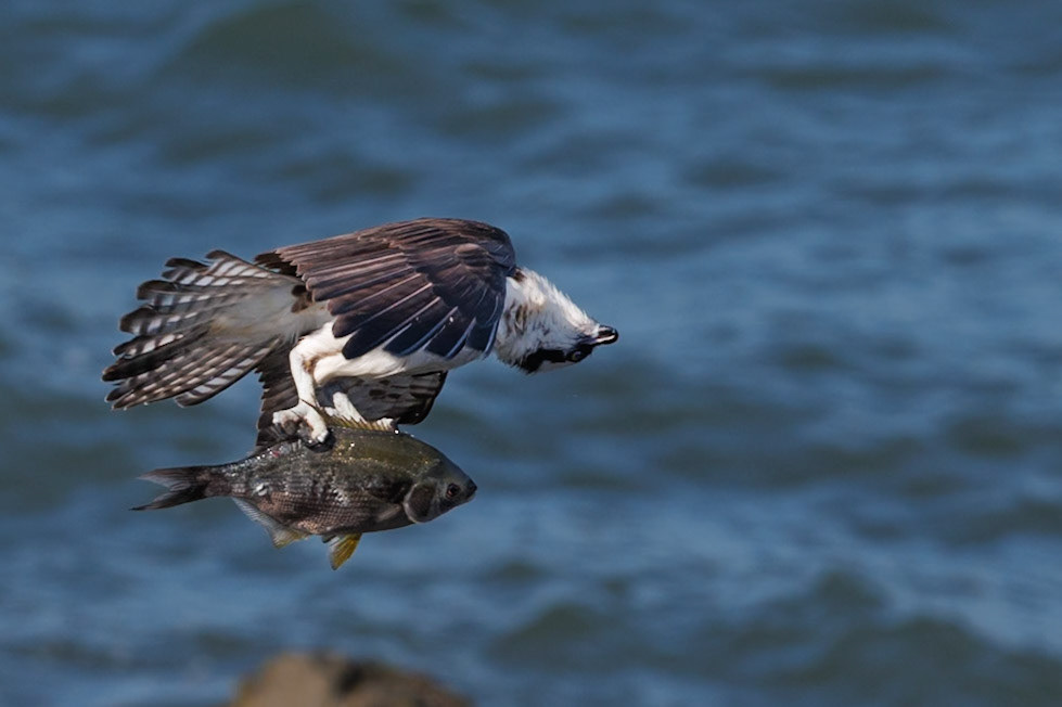 Osprey looking up
