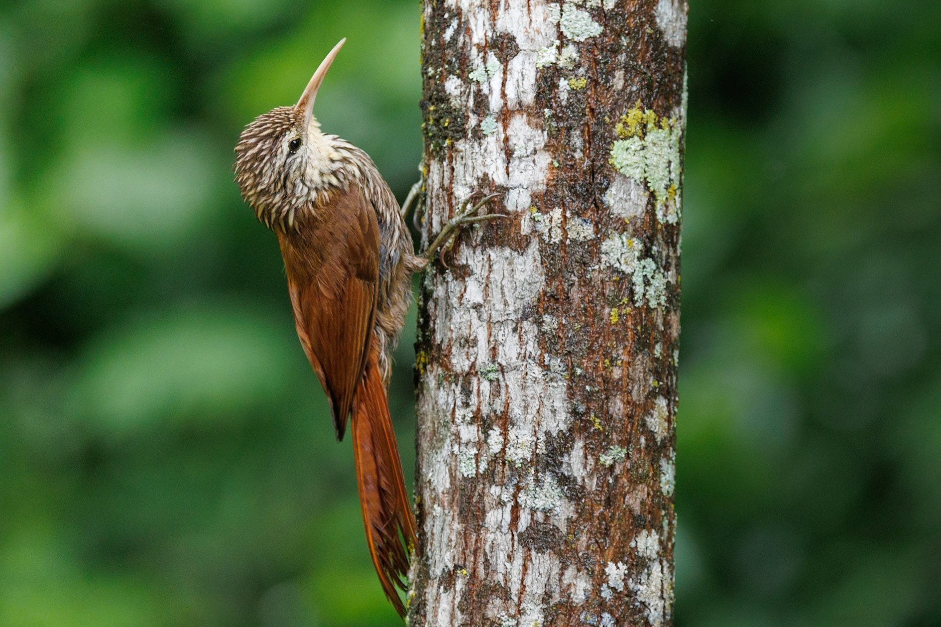 Streak-headed Woodcreeper