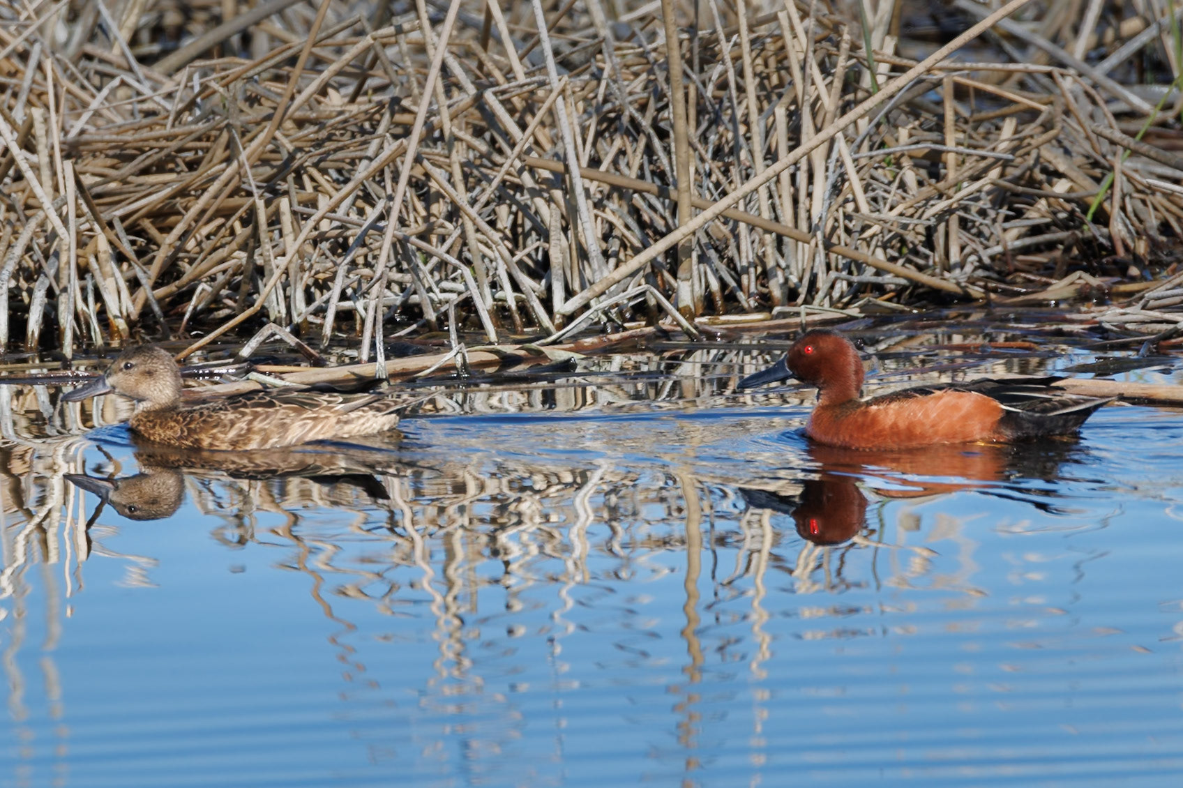 Cinnamon Teal