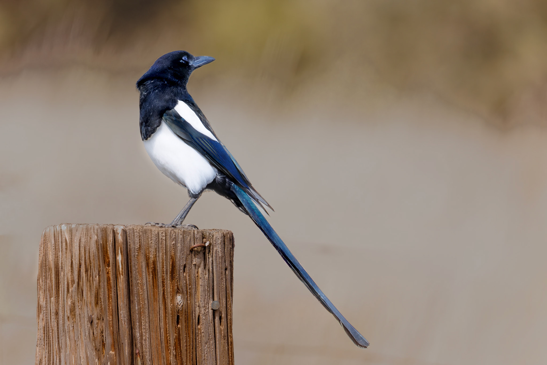 Black-billed Magpie