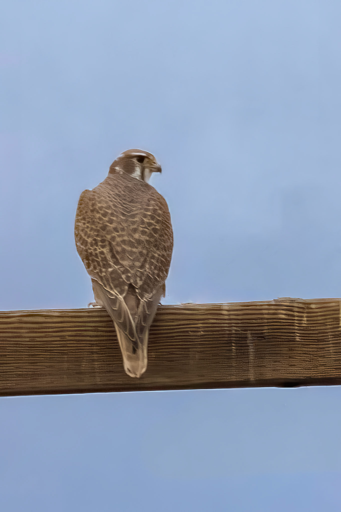 Prairie Falcon