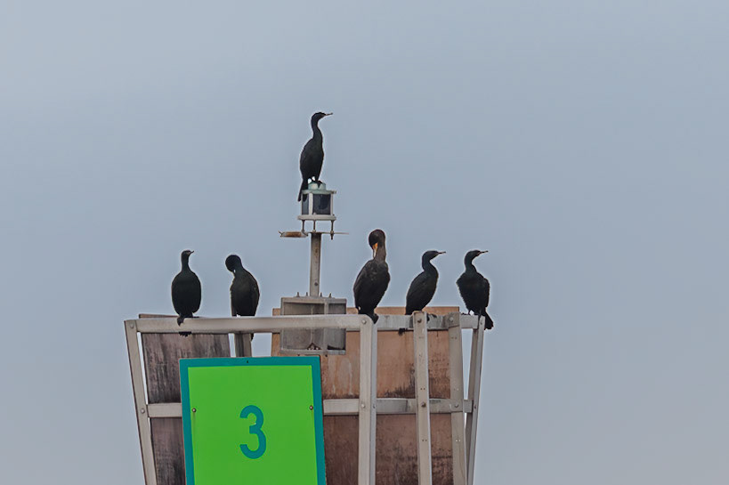 Cormorants on a bowie