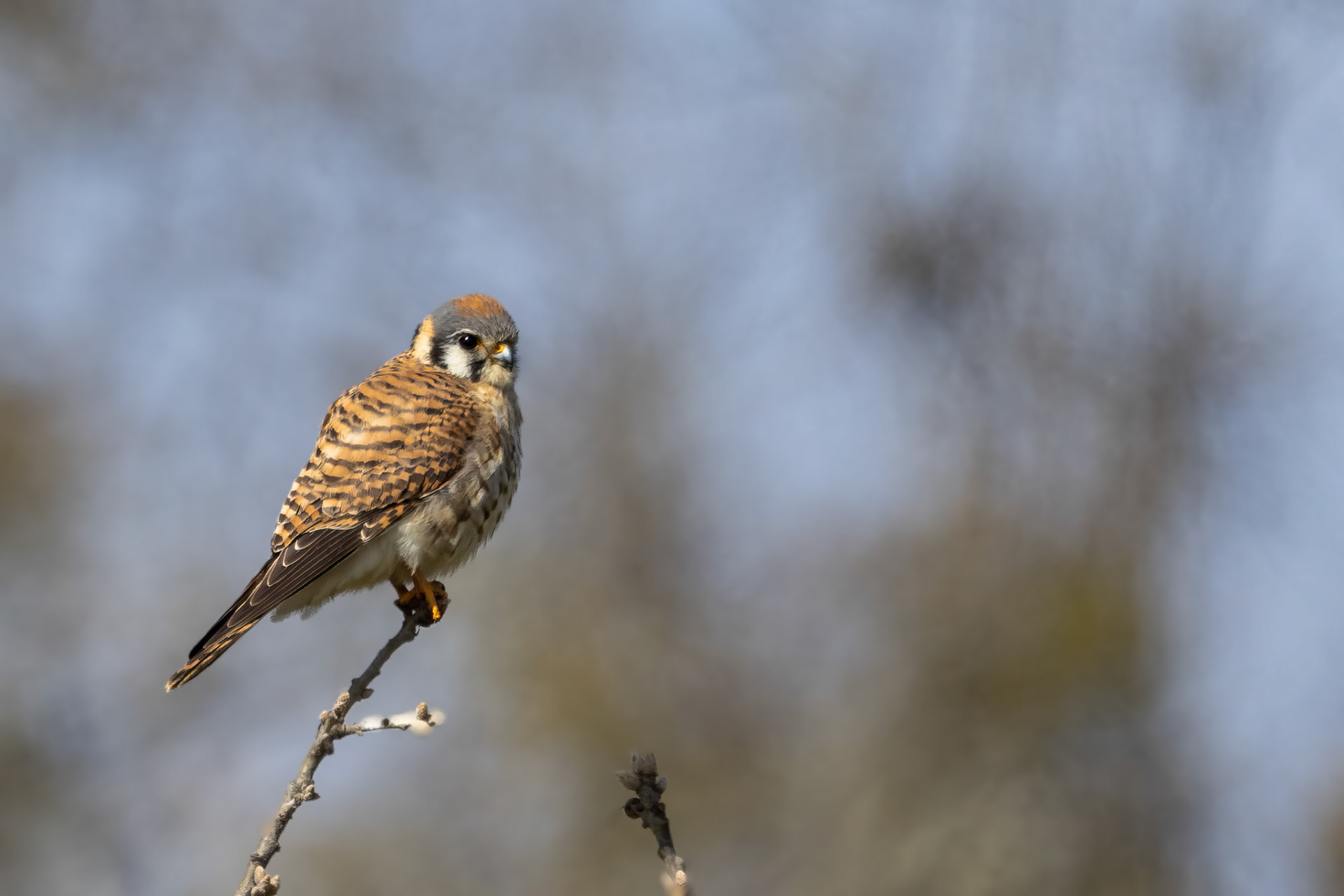 American Kestrel