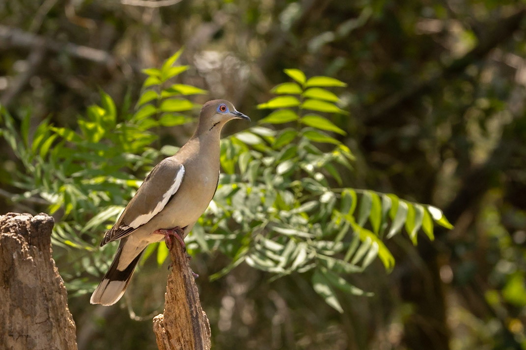 White-winged Dove
