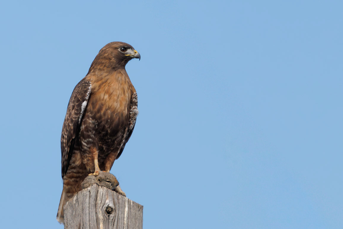 Red-tailed Hawk