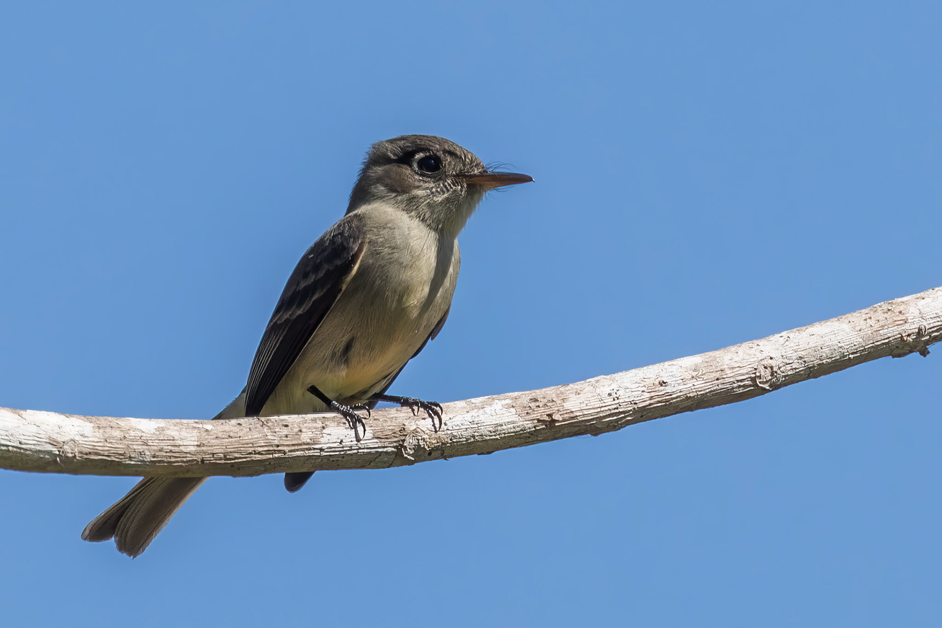 Cuban Pewee