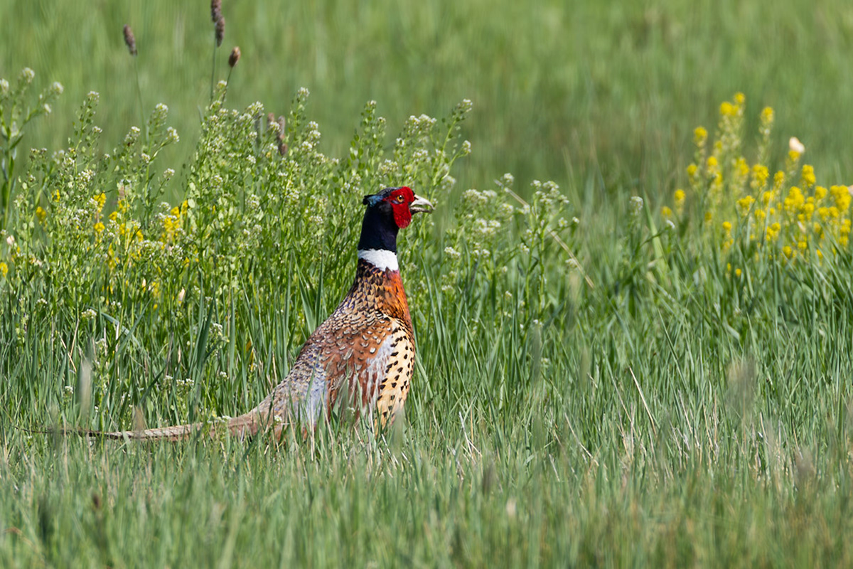 Red-necked Pheasant