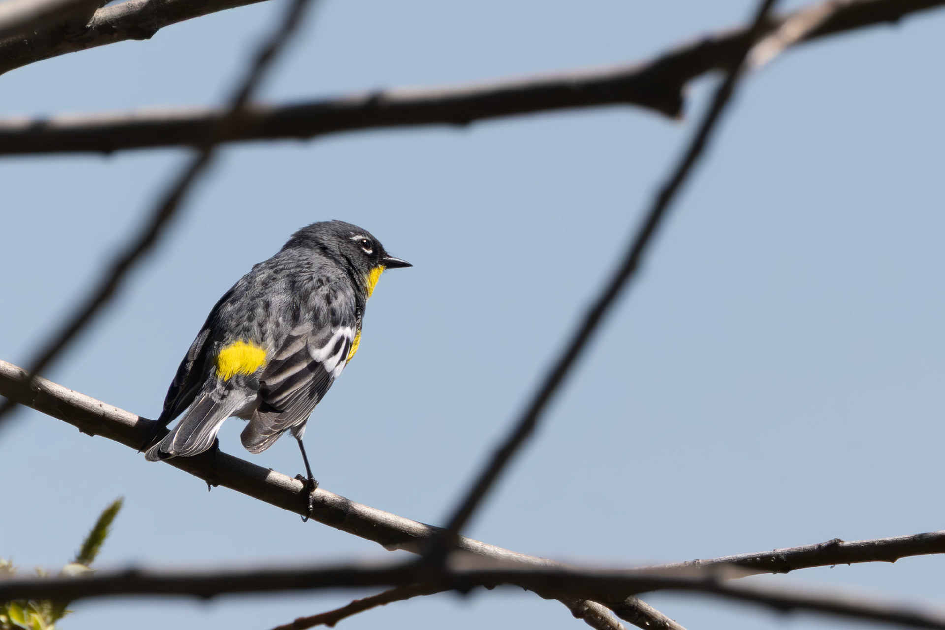Yellow-rumped Warbler