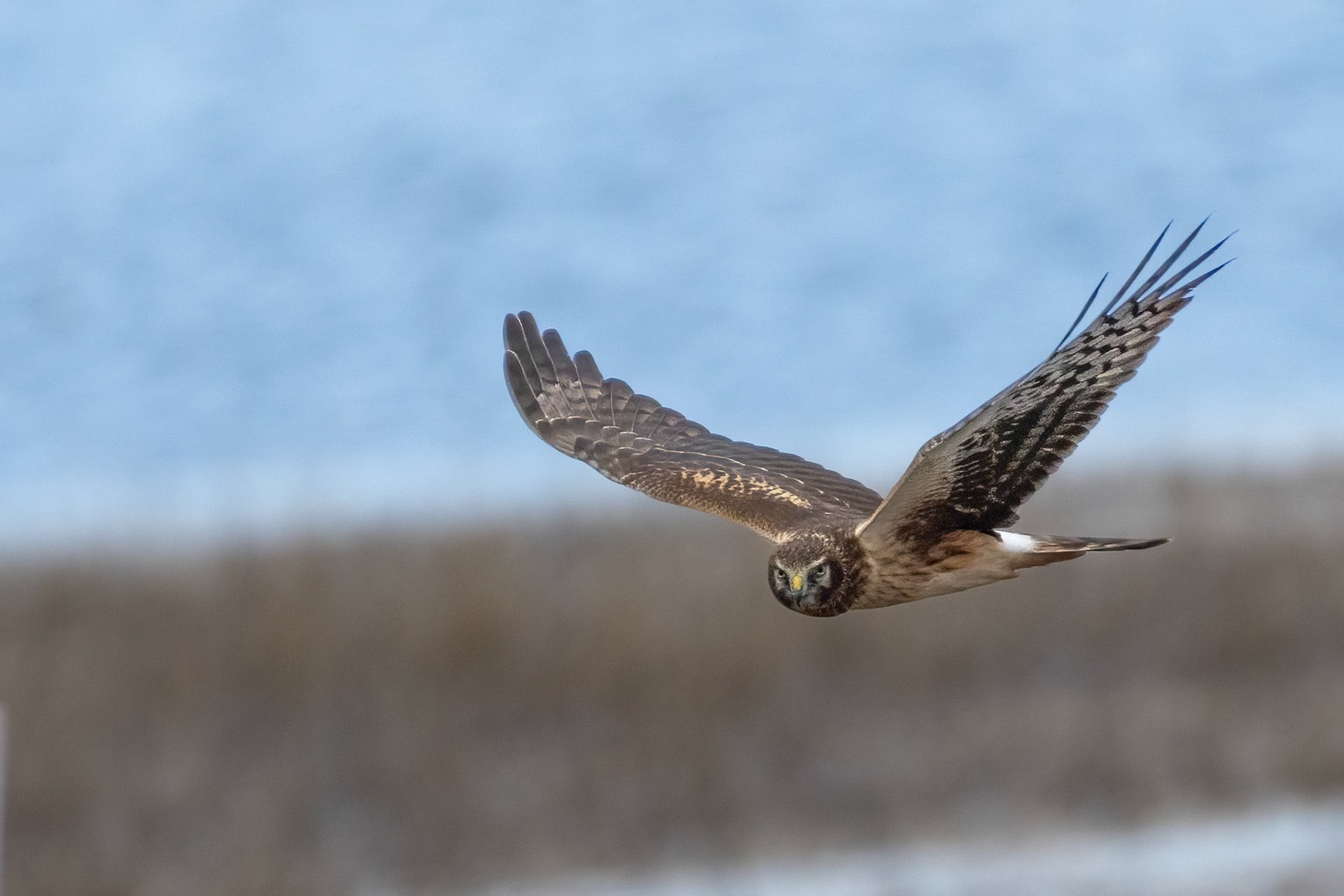Female Northern Harrier