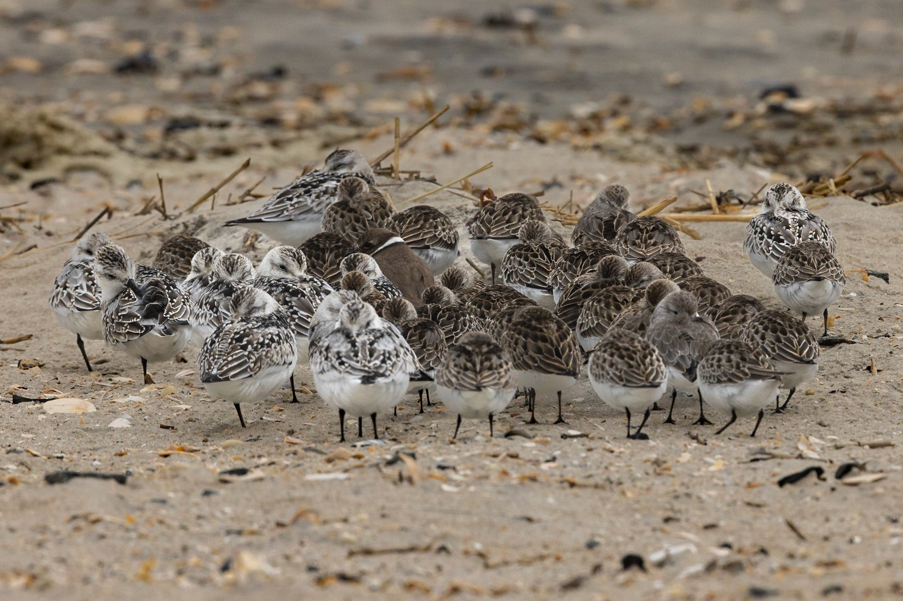Semipalmated and Western Sandpipers