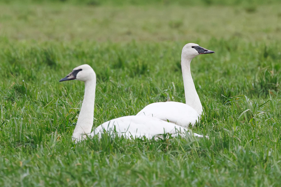 Trumpeter Swans