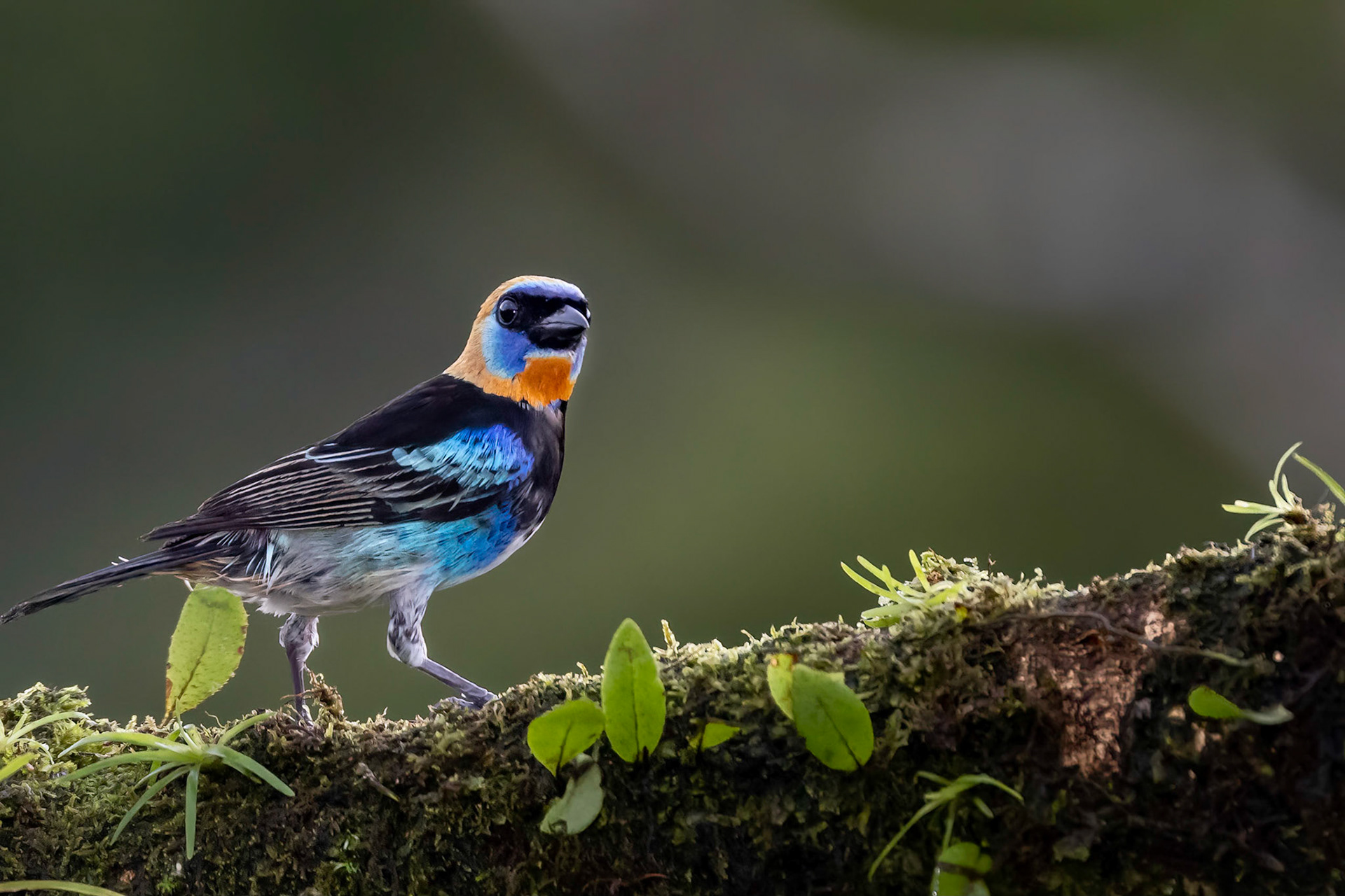 Golden-hooded Tanager