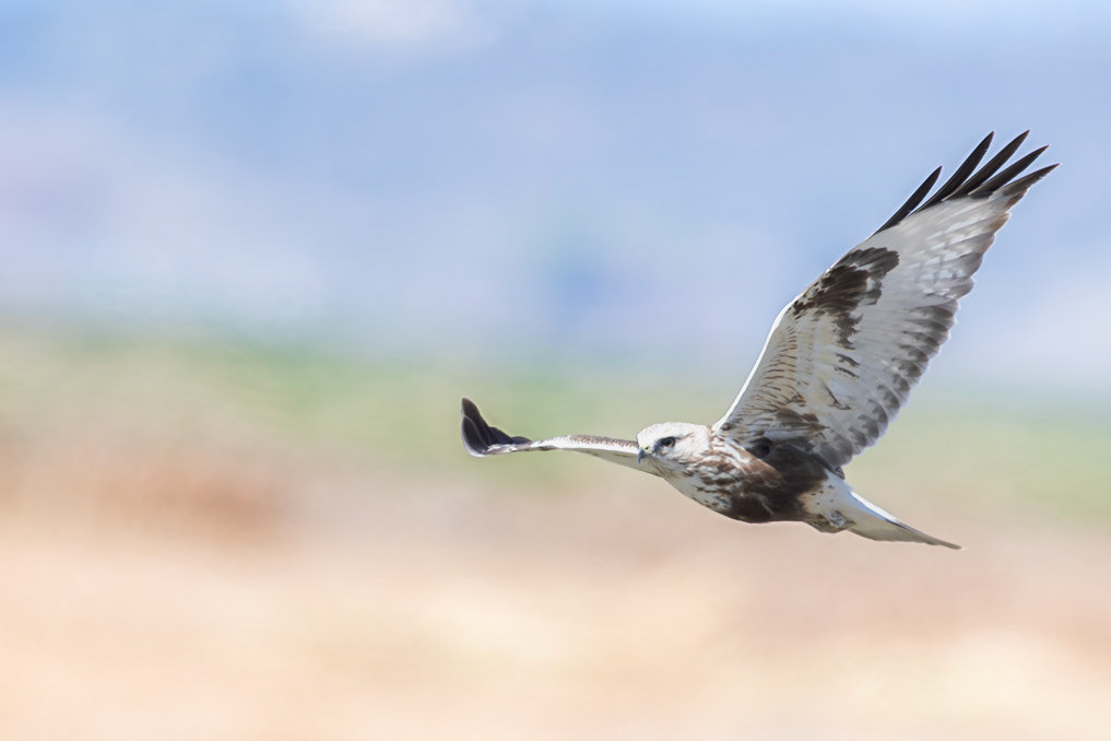 Rough-legged Hawk