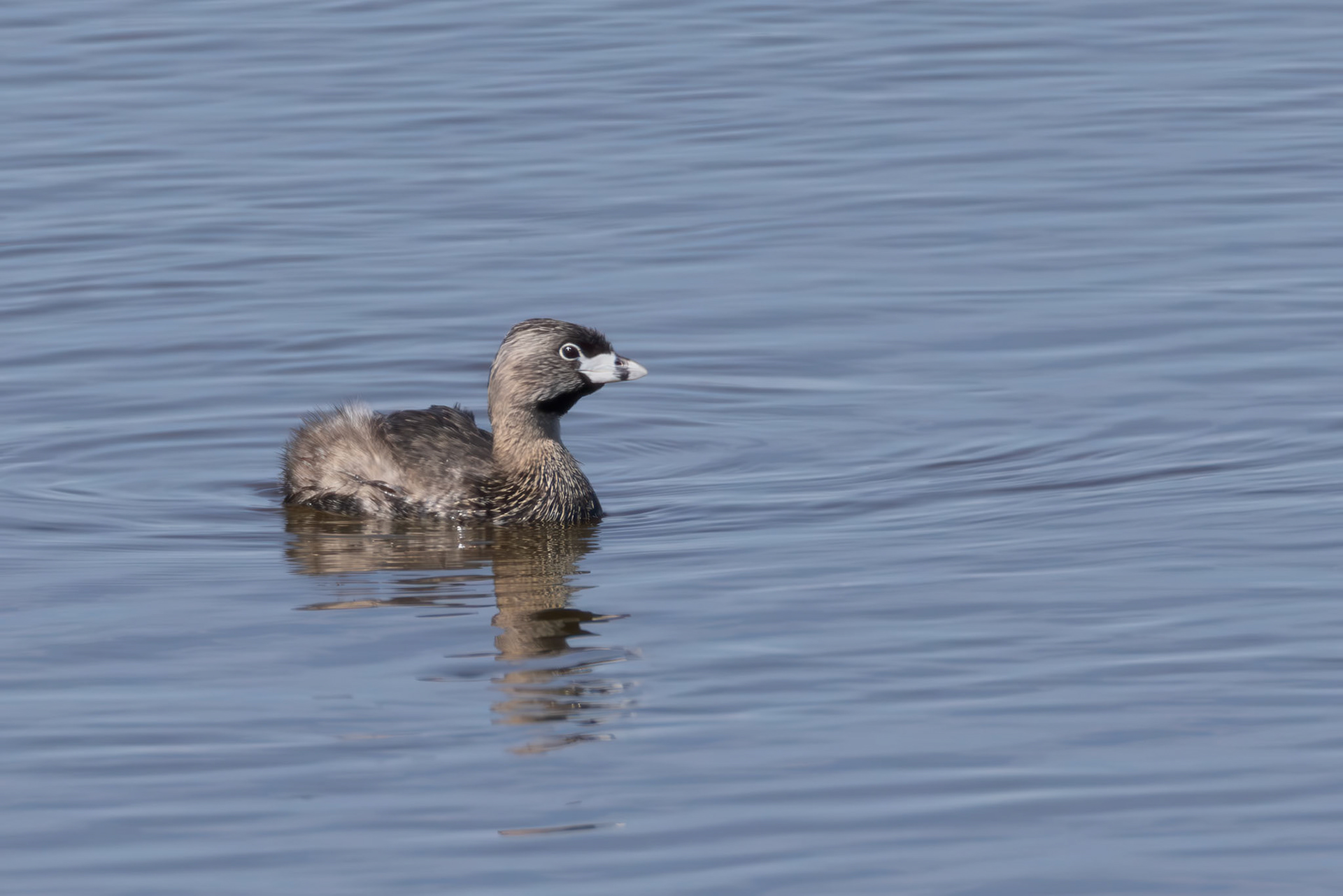 Pied-billed Grebe