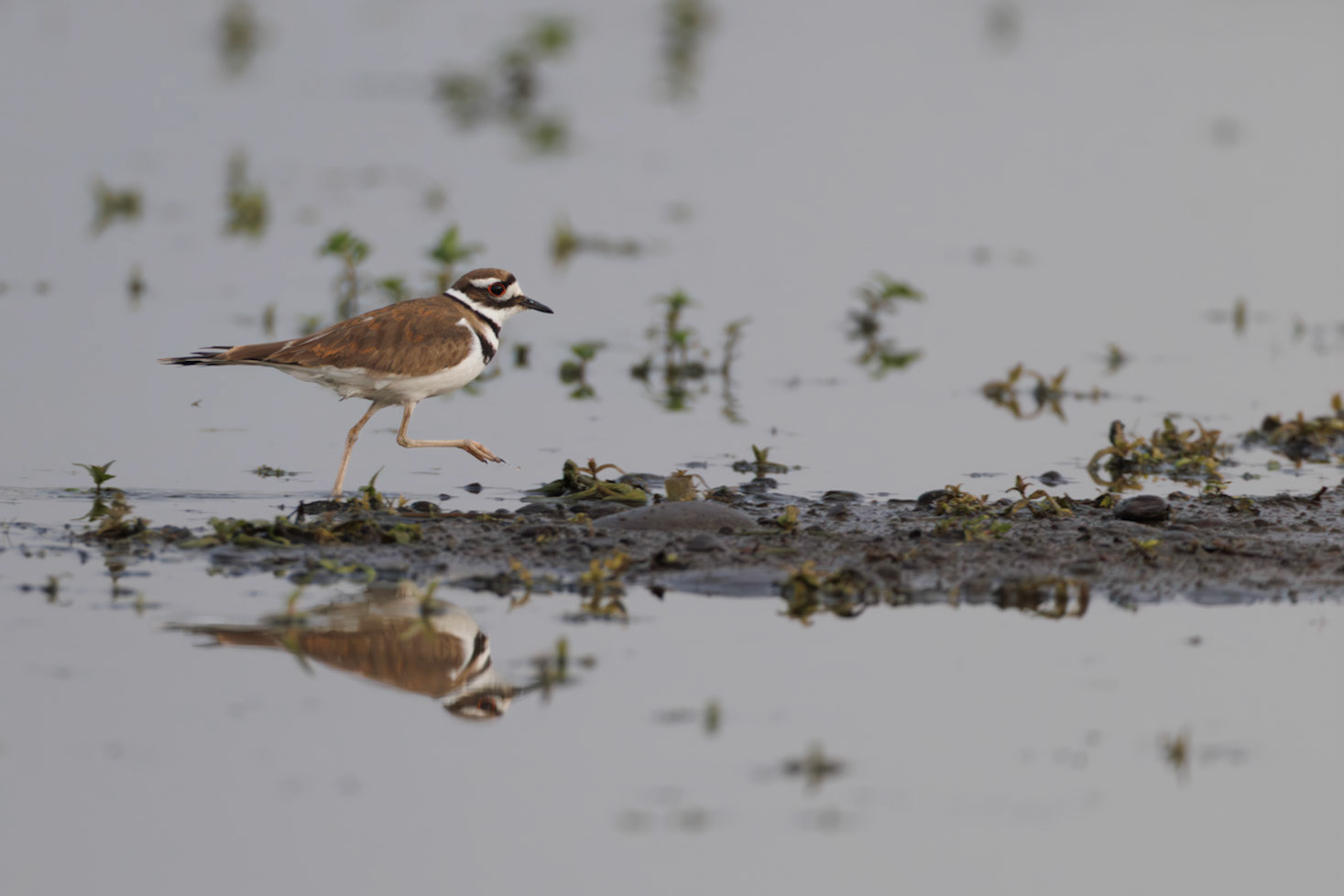 Killdeer