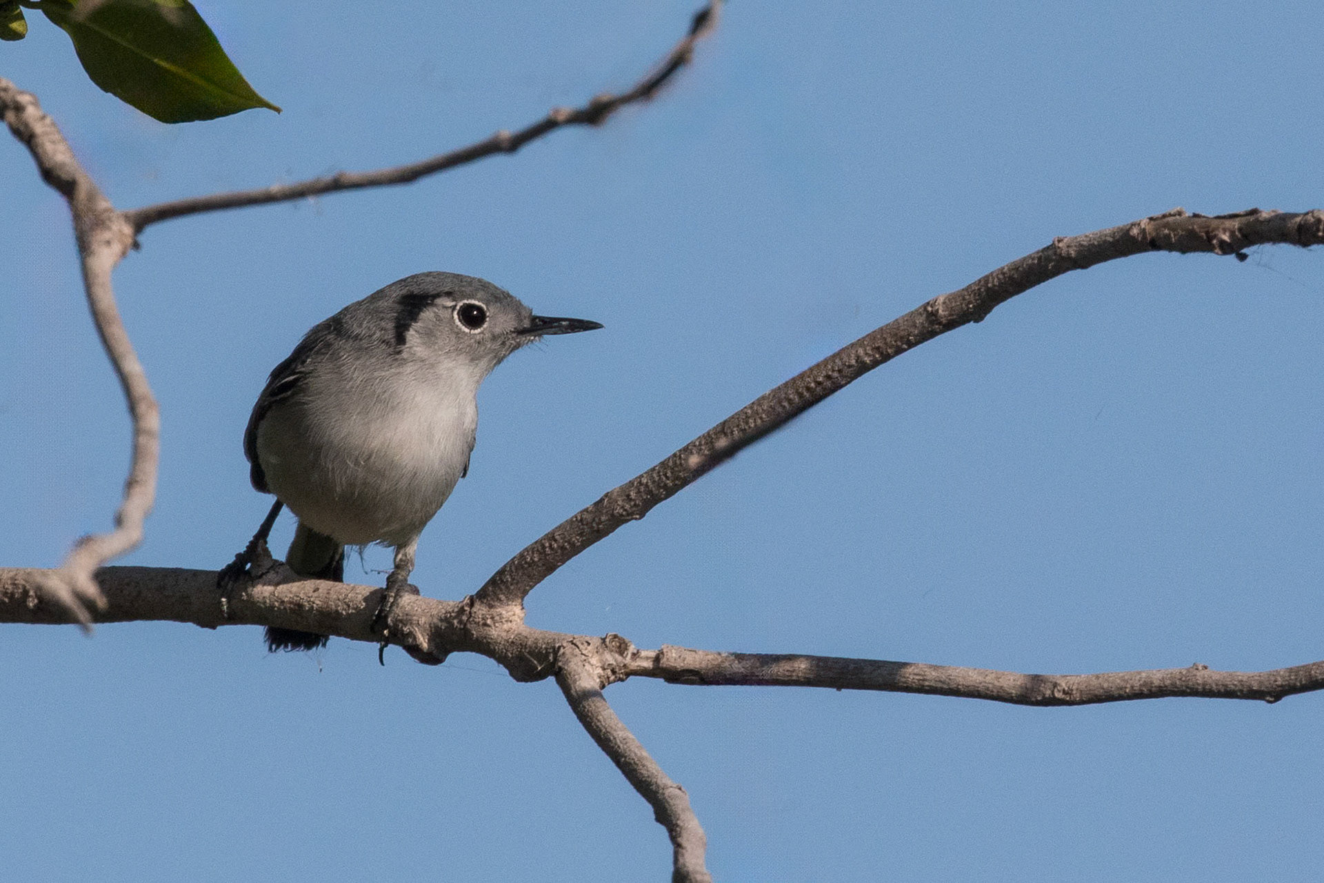 Cuban Gnatcatcher