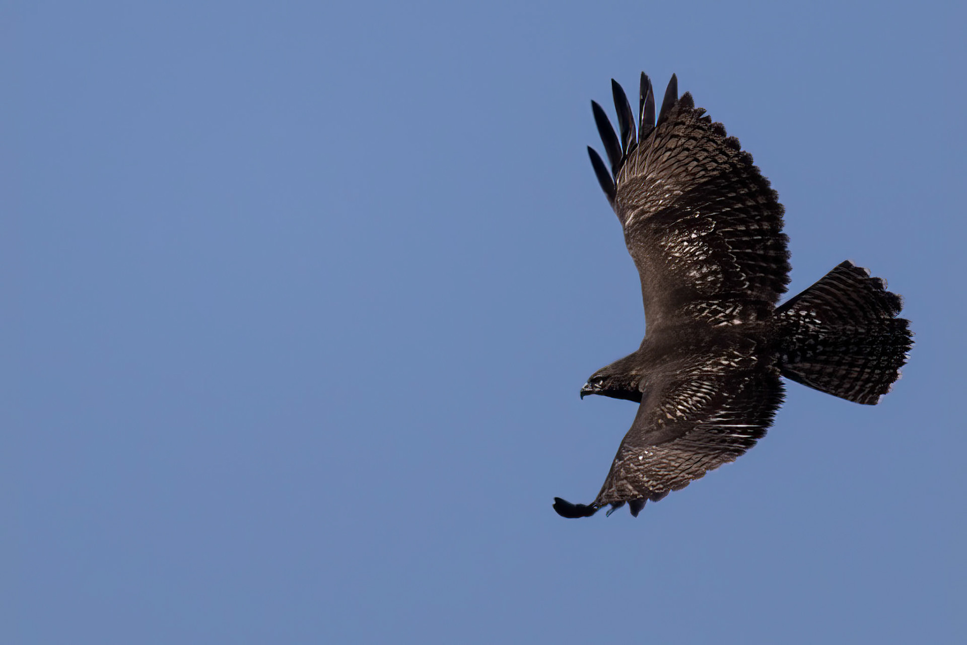 Red-tailed Hawk