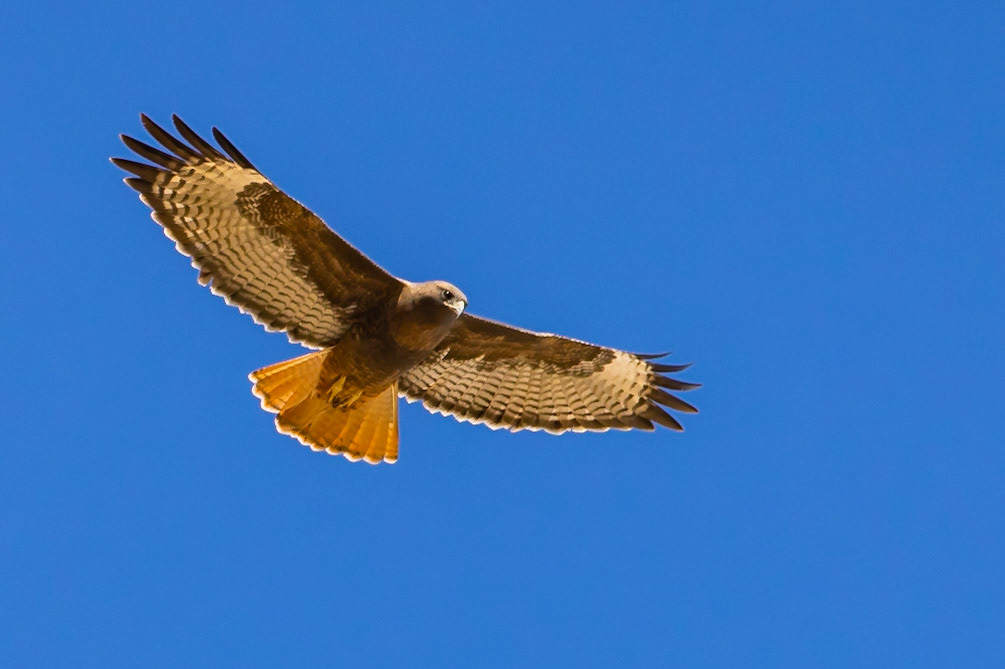 Red-tailed Hawk