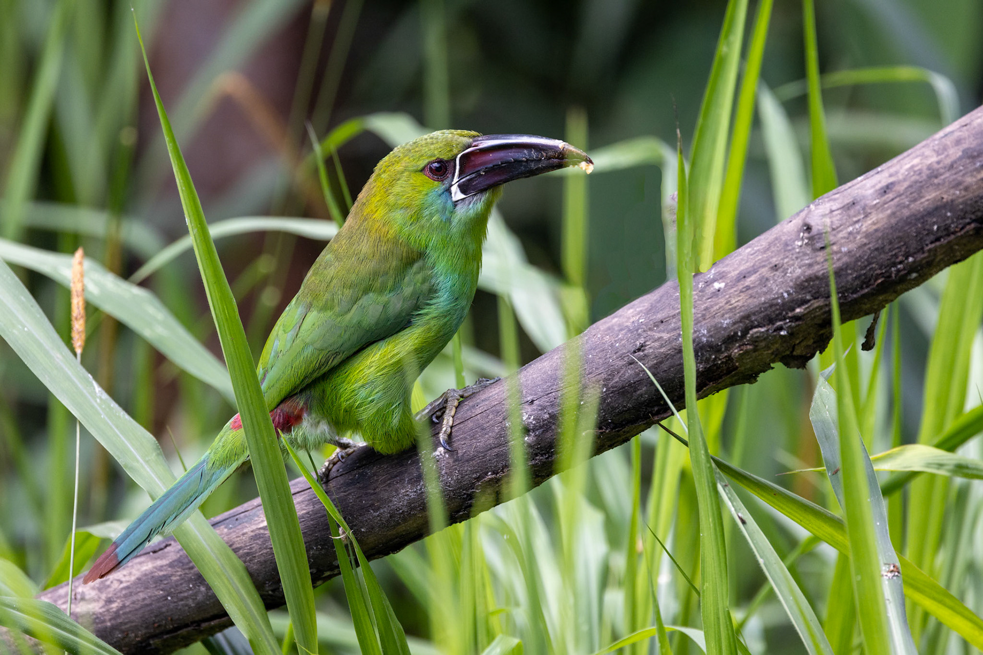 Crimson-rumped Toucanet