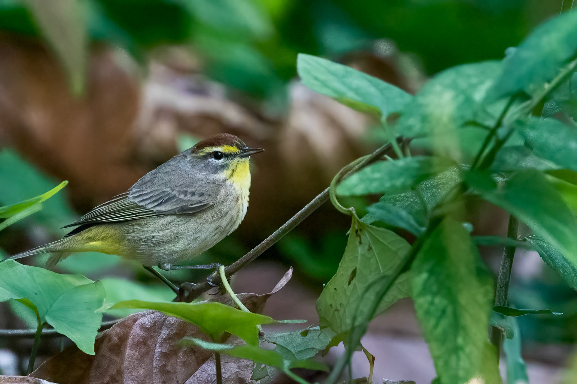 Palm Warbler