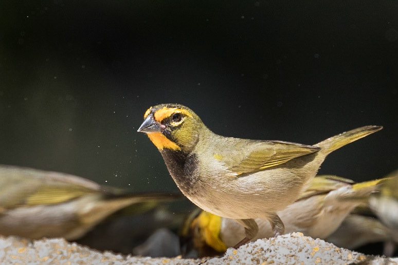 yellow-faced Grassquit (F)