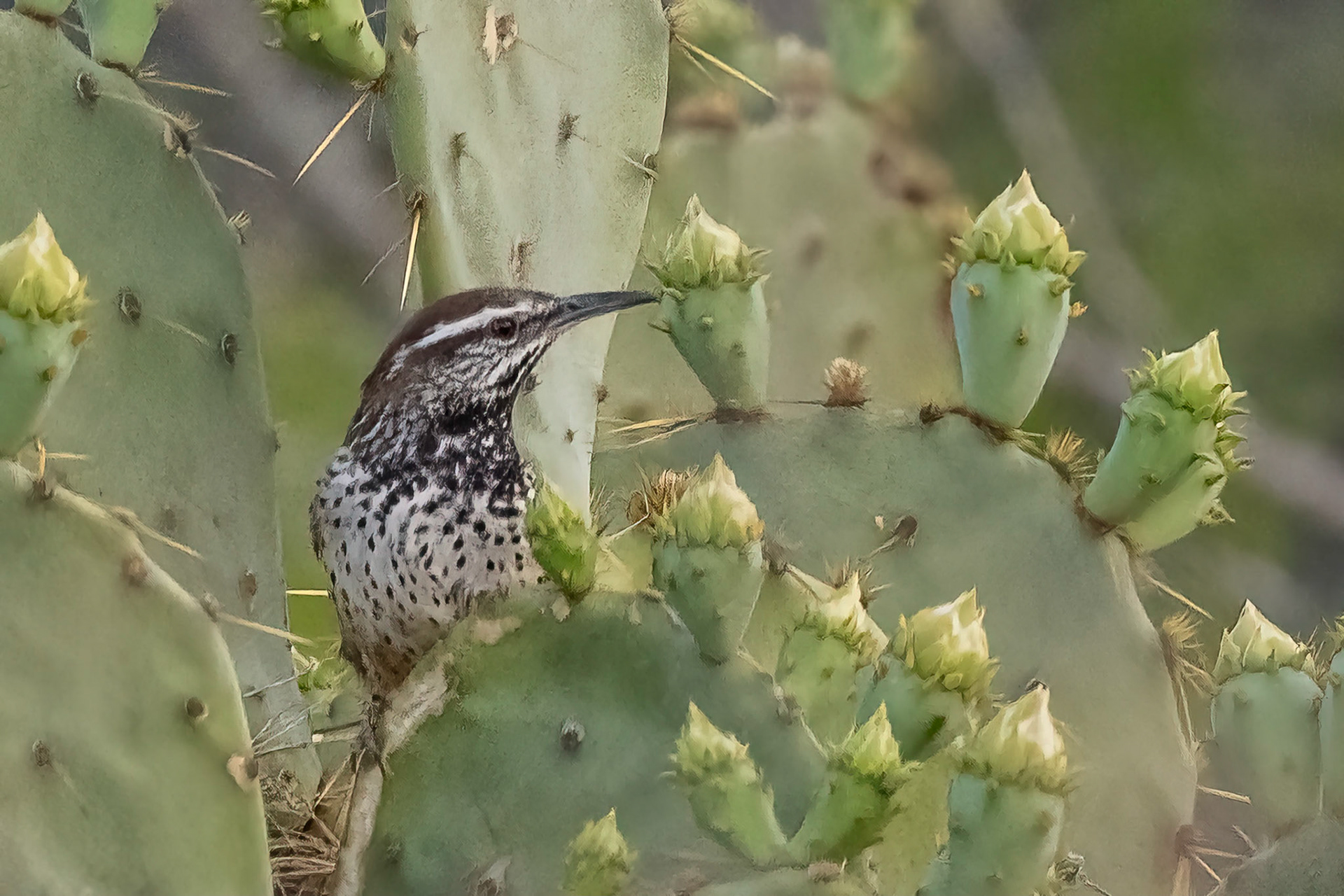 Cactus Wren
