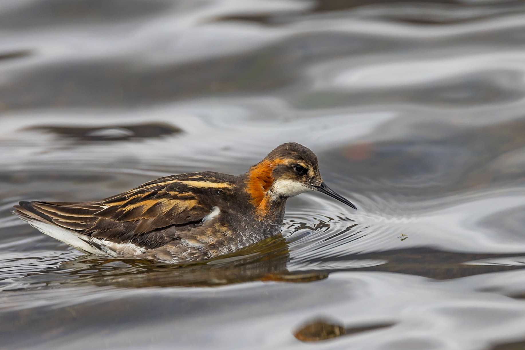 Red-necked Phalarope