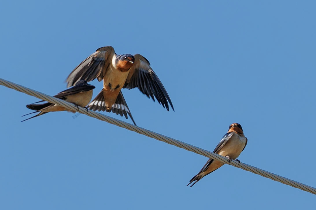 Barn Swallow