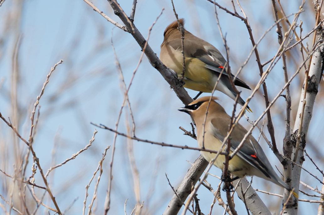 Cedar Waxwing