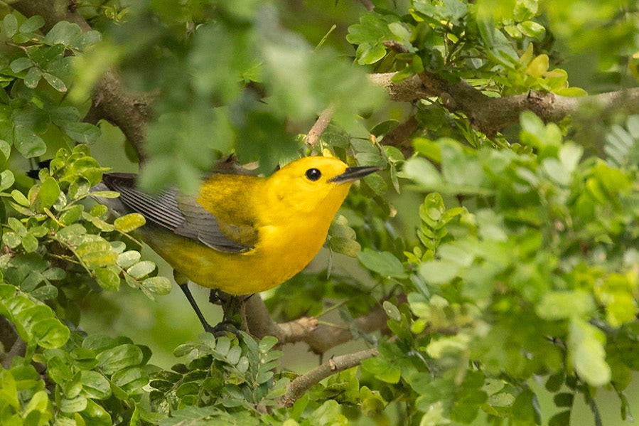 Prothonotary Warbler